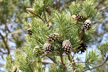 Fototapeta premium Closeup on pine branches with brown cones