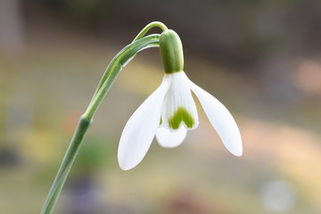 Closeup on Snowdrop flower Ga