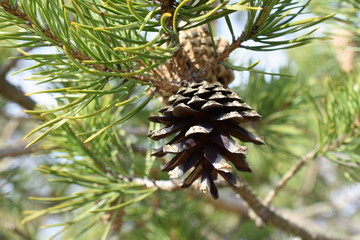 Obraz premium Closeup on pine branches with brown cones