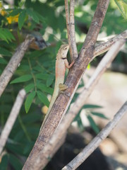 Chameleon is still on the tree Body with long tail scales