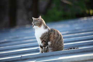 Le chat, animal de compagnie