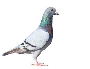 full body side view of speed racing pigeon bird isolate white background