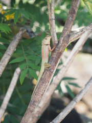 Chameleon is still on the tree Body with long tail scales