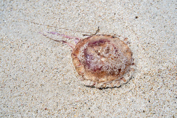 Qualle am Strand von Es Trenc | Mallorca | Spanien