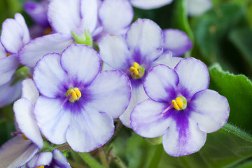 Close up view on a white-purple flowers of Saintpaulia (African violet) plant