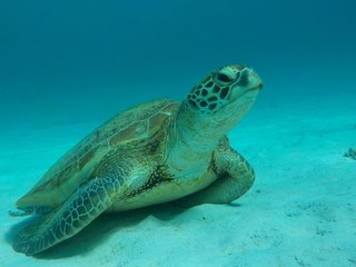 お昼寝中の海がめ