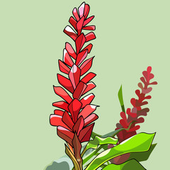 painted red tall ginger flowers on green background