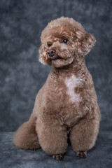 Toy poodle apricot portrait in studio with gray background. Vertical. Copyspace.