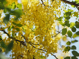 Golden Shower Tree yellow flower nature background