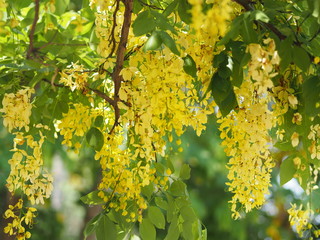 Golden Shower Tree yellow flower nature background