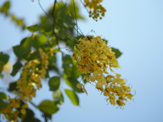 Golden Shower Tree yellow flower nature background