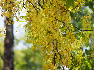 Golden Shower Tree yellow flower nature background