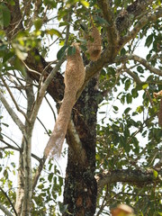 Nest Bird on the tree nature background