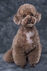 Toy poodle apricot portrait in studio with gray background. Vertical.