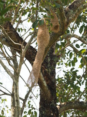 Nest Bird on the tree nature background