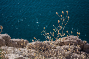 Blue sea background. Beige flowers grow on a rock near the blue sea. Sea texture