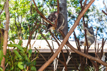 Wild koalas on a tree in a green park in Australia