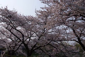 まちなかにある桜