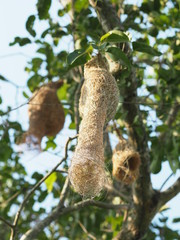 Nest Bird on the tree nature background