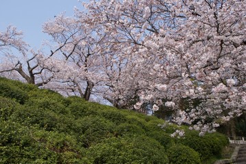 まちなかにある桜
