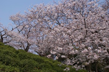 まちなかにある桜