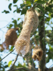 Nest Bird on the tree nature background