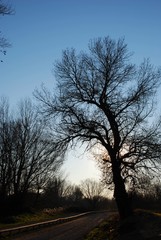 Winter; Sunset backlight with naked trees II