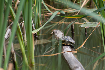 The red-eared turtle in the natural environment sits on the trunk of a dry tree fallen into the water, basking in the sun among the reeds 