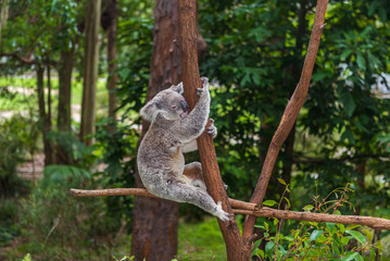Wild koala on a tree in a green park in Australia