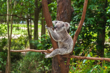 Naklejka na ściany i meble Wild koala on a tree in a green park in Australia