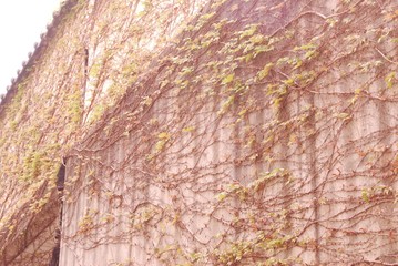 壁に絡みついた蔦