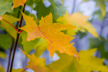 Naklejka na ściany i meble Yellow maple leaf on a tree in autumn_