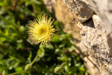 Löwenzahn / Butterblume / Blume