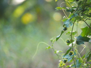 Passiflora foetida Fetid passionflower name fruit nature background