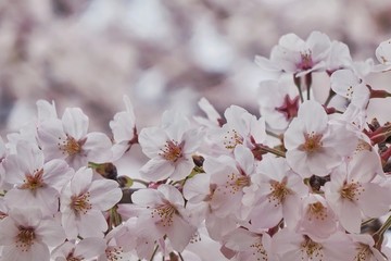 満開の桜