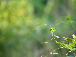 Vine creeping plant climber green leaf blur nature background space  for write