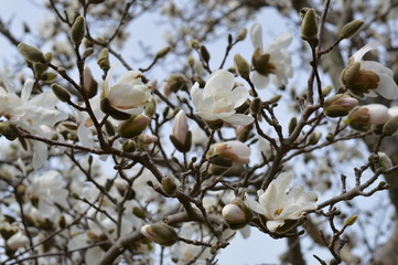 Magnolia tree blooming