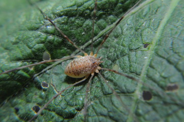 Паук