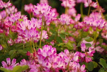 一面のコスモス