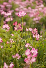 一面のコスモス