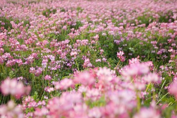 Fototapeta premium 一面のコスモス