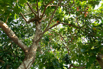 Fototapeta premium Looking from the bottom to the top of the tree to sky. Santol tree.