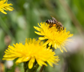 Busy honey bee feeding on dandelion.