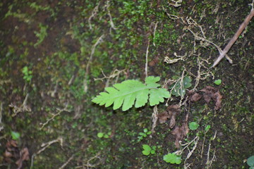Leaves sailing on the rock