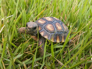 Baby tortoise