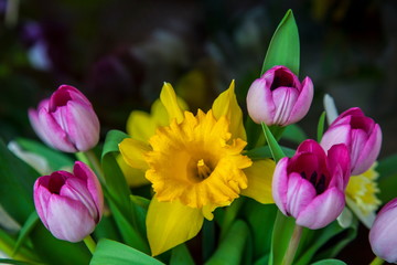 Flowers,narcissus between tulips