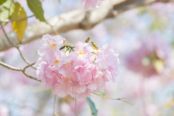 close up of Tabebuia rosea pink trumpet tree 