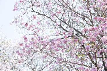 branch of Tabebuia rosea pink trumpet tree 