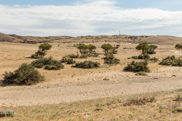 Fototapeta na wymiar Gobi desert, green trees in the desert, beautiful landscape, Mongolia