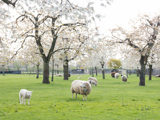 sheep and lambs in green grass under blossoming cherry trees in spring orchard near utrecht in holland